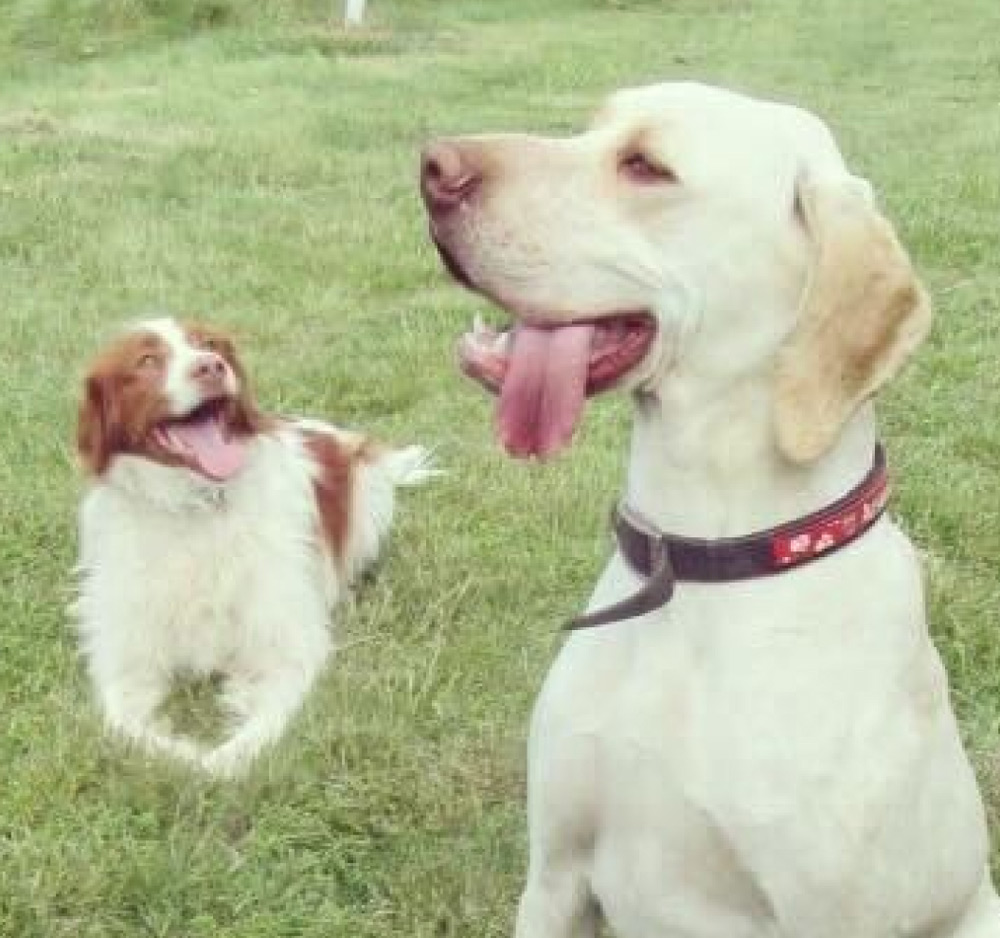 digby & milo image